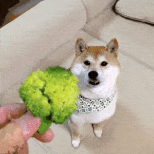 cachorro espinafre legume saudável