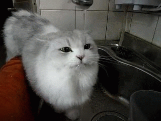 gato água torneira