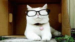 gatinho tirando oculos
