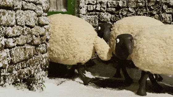 ovelhas andando fila