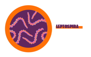 Doença de Leptospirose