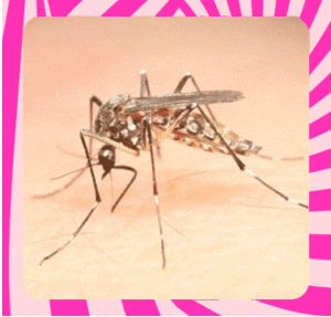 mosquito-sugando-sangue