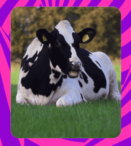 tinta-vaca
