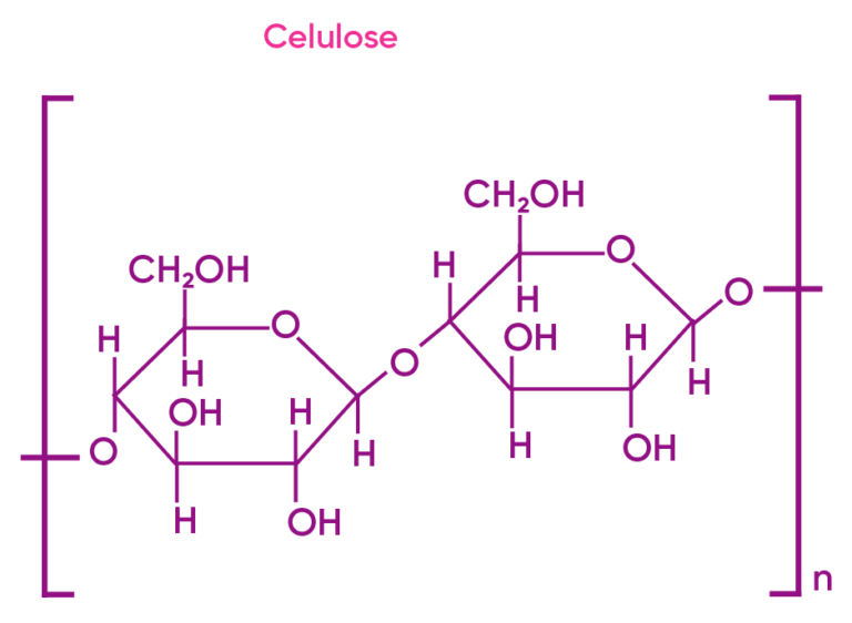 Celulose: Funções E Como É Extraída? [Resumo Completo] – OITV