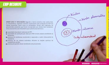 Segundo a teoria evolutiva mais aceita hoje, as mitocôndrias, organelas