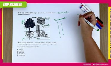 A figura abaixo ilustra o movimento da seiva xilêmica em uma planta.