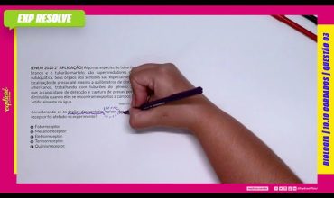 Algumas espécies de tubarões, como o tubarão-branco e o tubarão-martelo, são